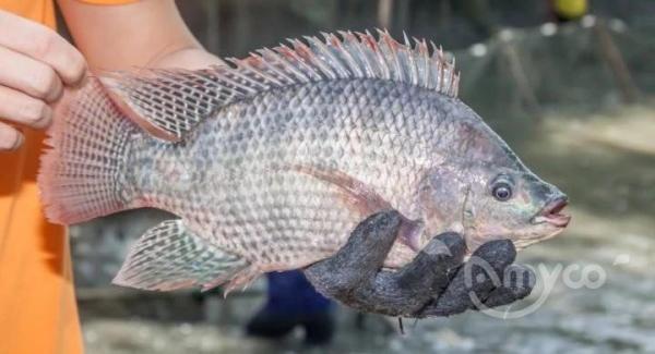 How popular is tilapia fish? - 翻译中...