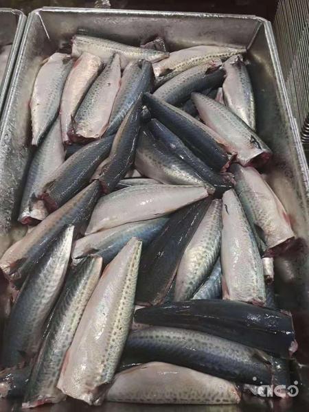 Frozen Pacific Mackerel (Scomber Japonicus)