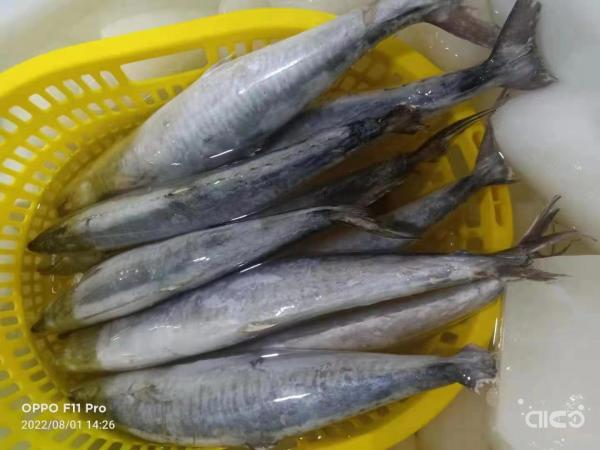 Spanish Mackerel Whole Round