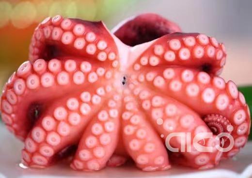 Frozen Octopus