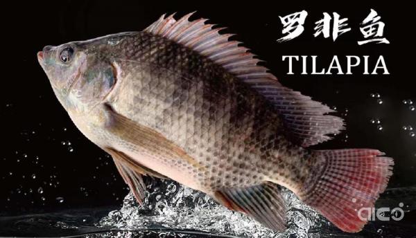 How popular is tilapia fish?