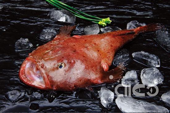 Monkfish (Lophius Litulon)