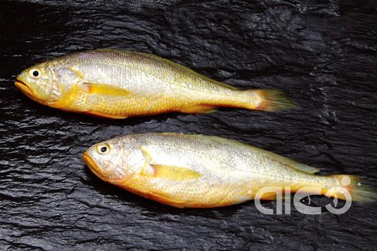 Yellow Croaker (Larimichthys Crocea)